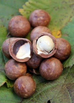 Sow Exotic Macadamia 'Queen Anne' (Macadamia Integrifolia) Tropical Fruit & Spice Trees