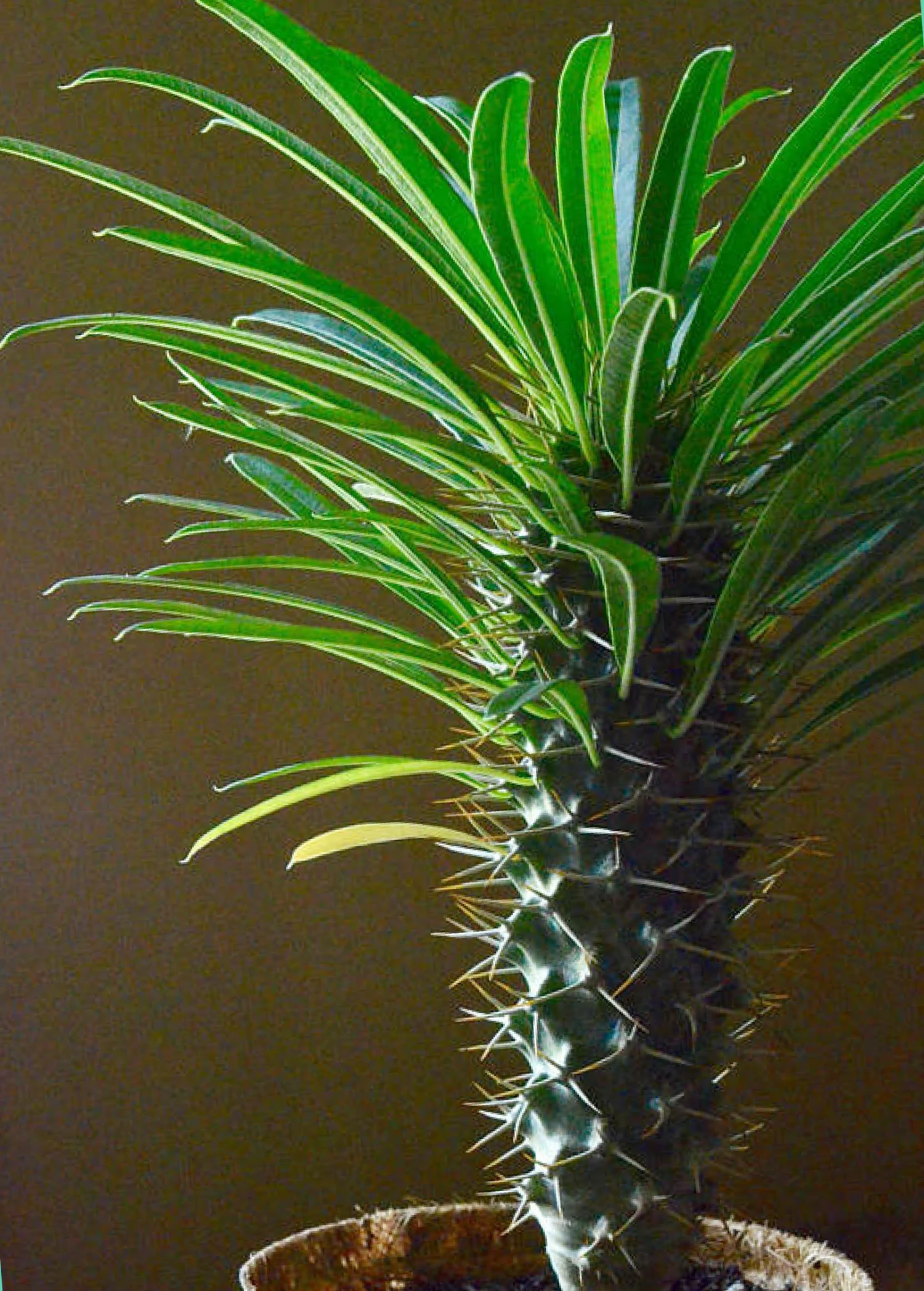 Sow Exotic Madagascar Spiny Palm (Pachypodium Lamerei) New Arrivals 4 Sow Exotic Madagascar Spiny Palm (Pachypodium Lamerei) New Arrivals