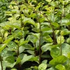 Sow Exotic Medicinal & Culinary Herbs Malabar Spinach (Basella Alba)