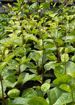 Sow Exotic Medicinal & Culinary Herbs Malabar Spinach (Basella Alba)