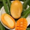 Sow Exotic Mango 'Mallika' (Mangifera Indica)