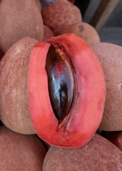 Sow Exotic Mamey Sapote 'Magana' (Pouteria Sapota) Tropical Fruit & Spice Trees