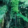 Sow Exotic Tropical Fruit & Spice Trees Banana 'Dwarf Maoli' (Musa Kaualau)