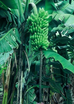 Sow Exotic Tropical Fruit & Spice Trees Banana 'Dwarf Maoli' (Musa Kaualau)