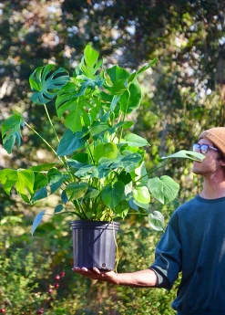 Sow Exotic Monstera Deliciosa, Swiss Cheese Plant Rare Fruiting Plants