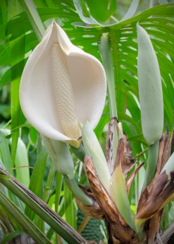 Sow Exotic Monstera Deliciosa, Swiss Cheese Plant Rare Fruiting Plants