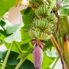 Sow Exotic Tropical Fruit & Spice Trees Banana 'Dwarf Green' (Musa Acuminata)