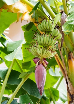 Sow Exotic Tropical Fruit & Spice Trees Banana 'Dwarf Green' (Musa Acuminata)