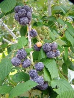 Sow Exotic Raspberry 'Mysore' (Rubus Niveus) Rare Fruiting Plants