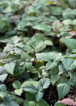 Sow Exotic Blackberry, Thornless 'Natchez' (Rubus) Rare Fruiting Plants