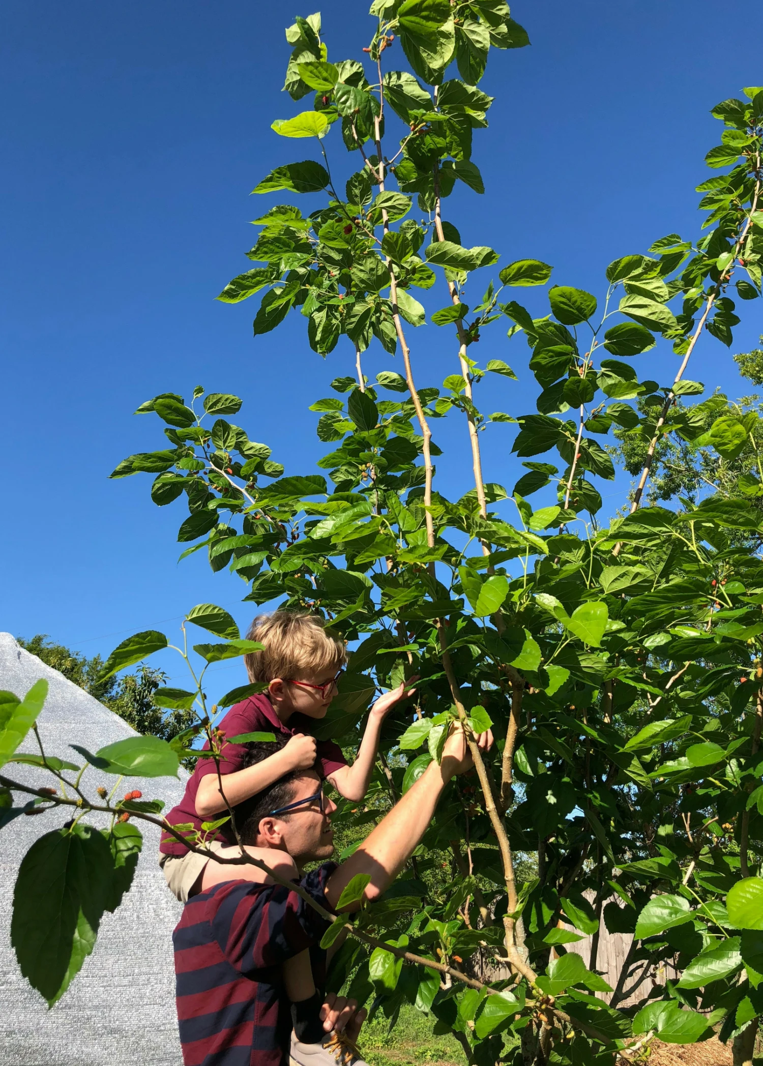 Sow Exotic Mulberry 'Shangri La' (Morus Alba X Rubra) Tropical Fruit & Spice Trees 4 Sow Exotic Mulberry 'Shangri La' (Morus Alba X Rubra) Tropical Fruit & Spice Trees