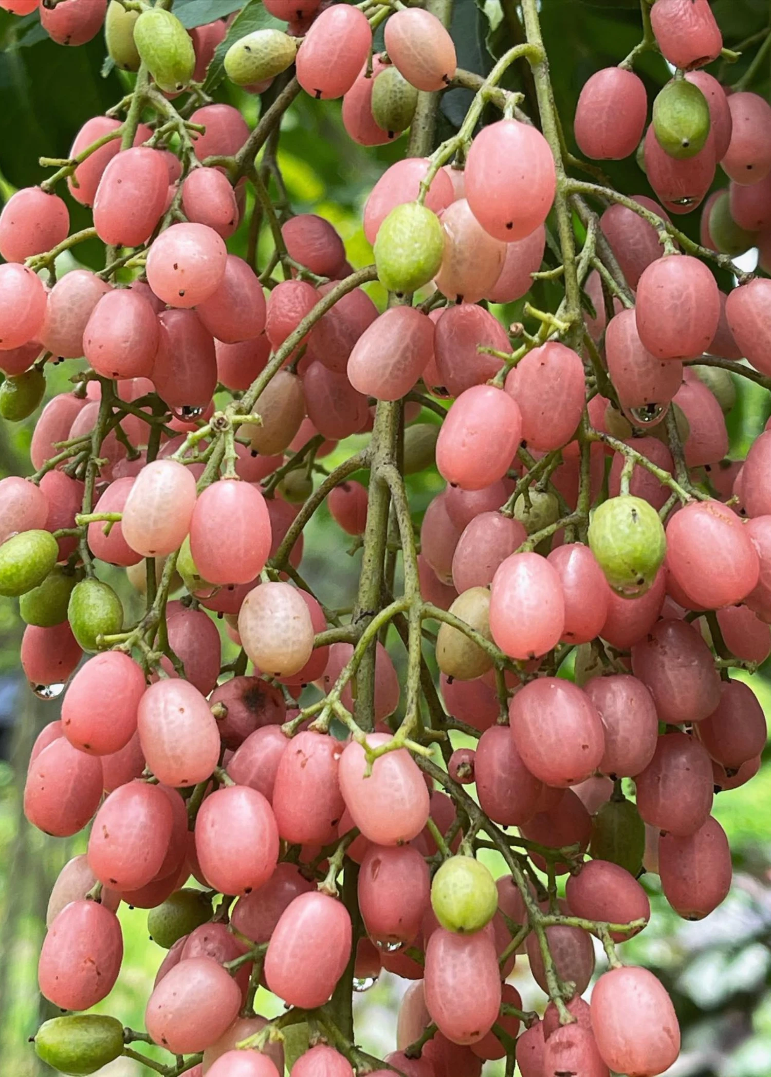 Sow Exotic Pink Wampee (Clausena Excavata) Tropical Fruit & Spice Trees 2 Sow Exotic Pink Wampee (Clausena Excavata) Tropical Fruit & Spice Trees
