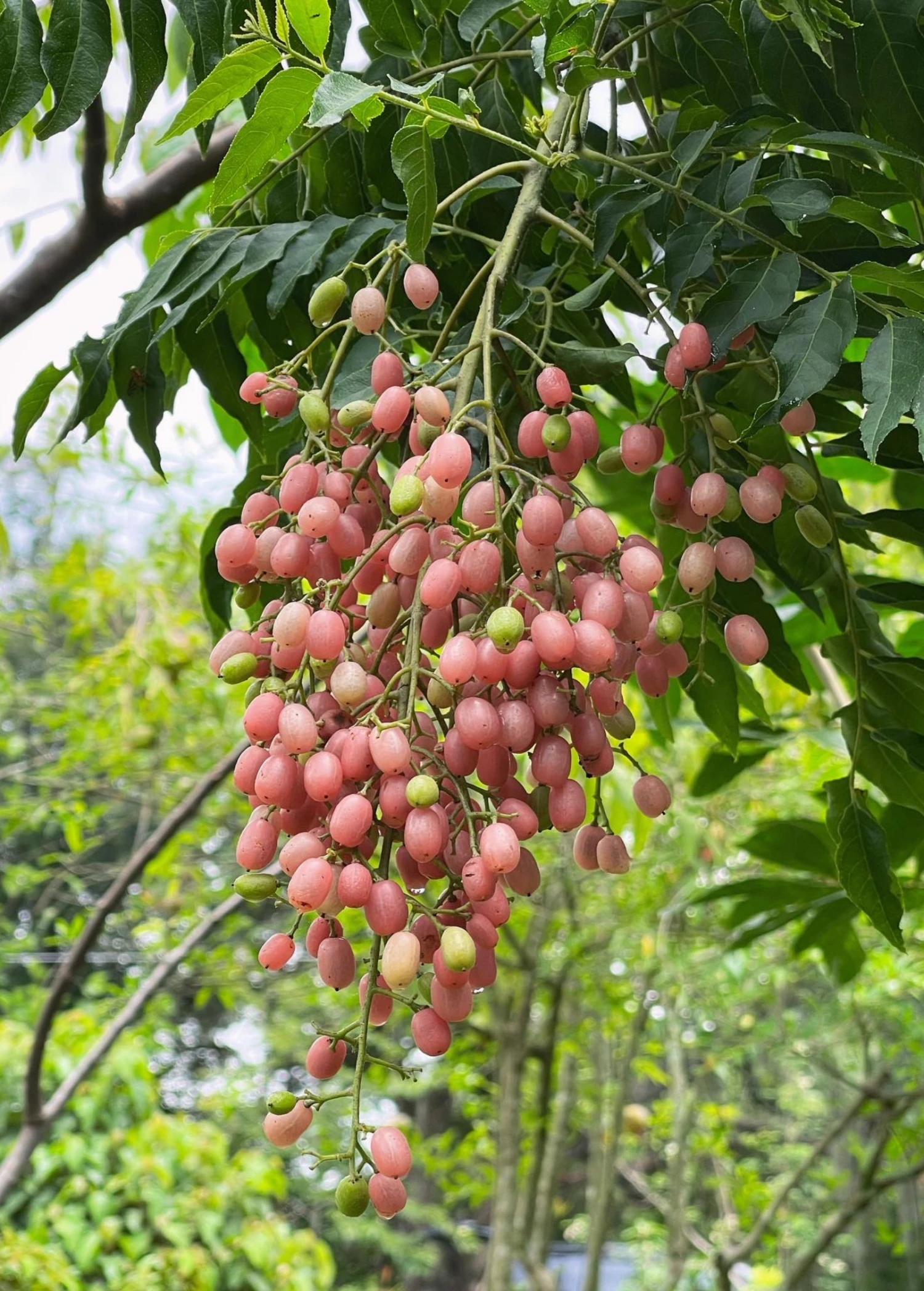 Sow Exotic Pink Wampee (Clausena Excavata) Tropical Fruit & Spice Trees 3 Sow Exotic Pink Wampee (Clausena Excavata) Tropical Fruit & Spice Trees