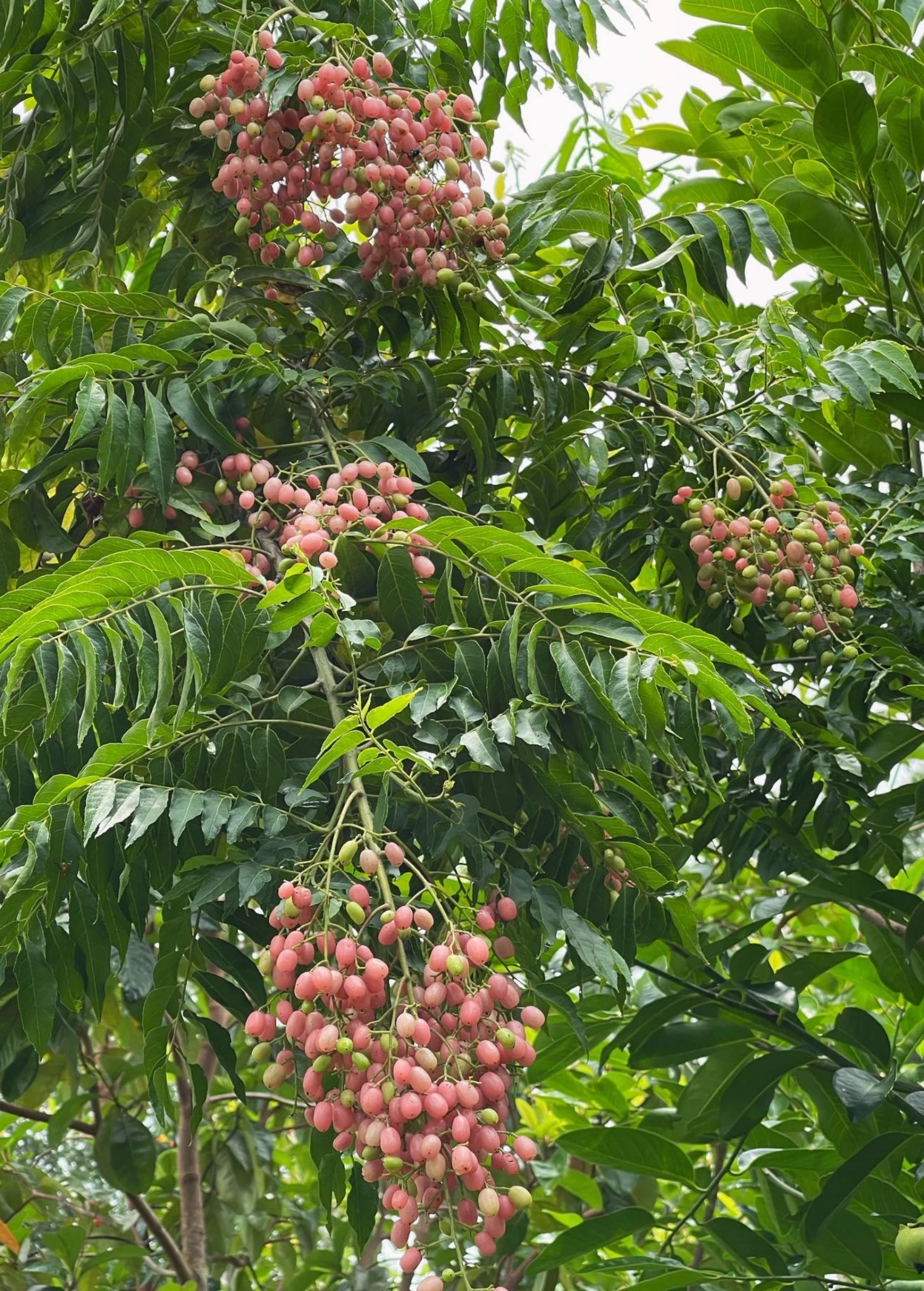Sow Exotic Pink Wampee (Clausena Excavata) Tropical Fruit & Spice Trees 1 Sow Exotic Pink Wampee (Clausena Excavata) Tropical Fruit & Spice Trees