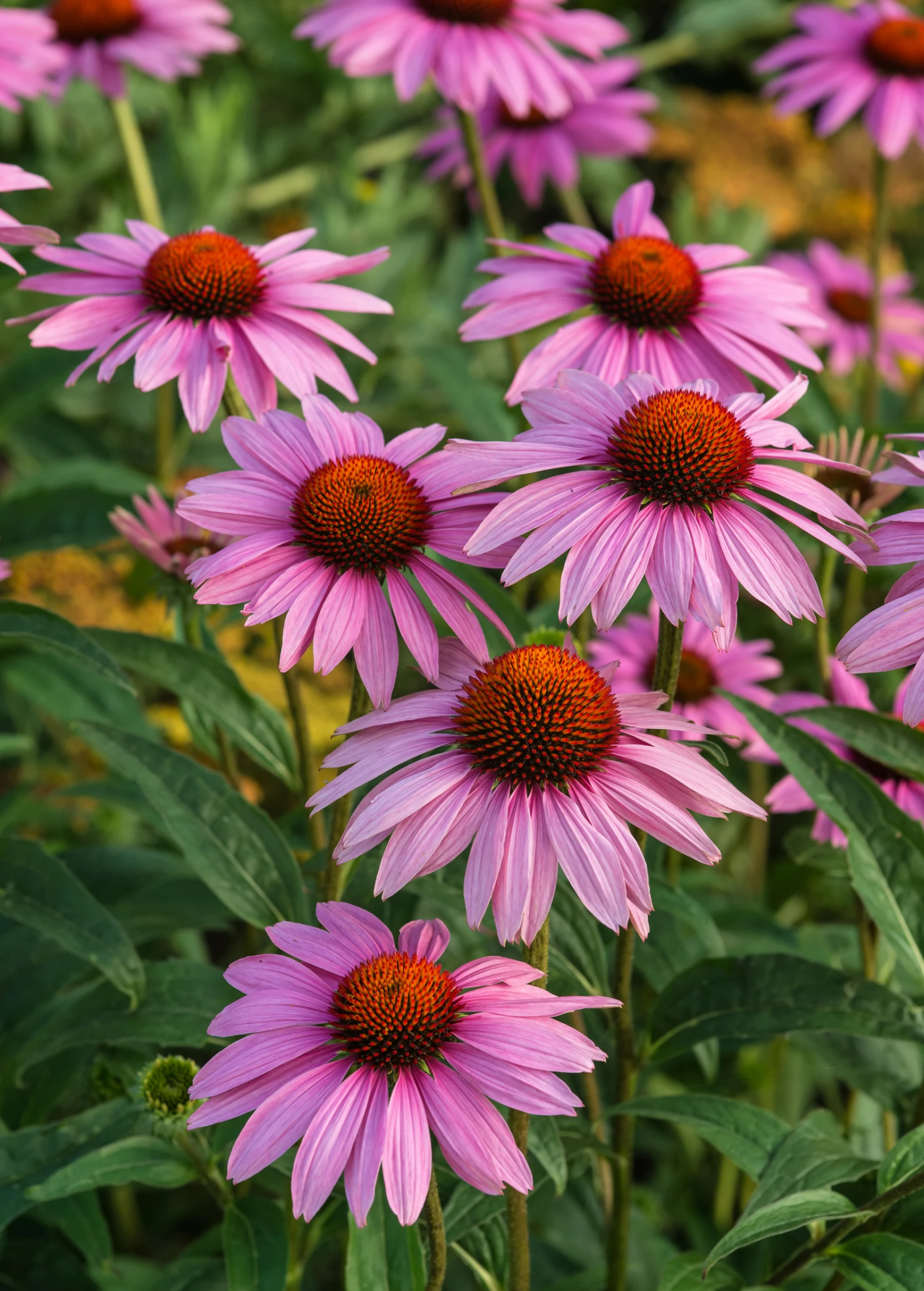 Sow Exotic Medicinal & Culinary Herbs Echinacea, Purple Coneflower (Echinacea Purpurea) 1 Sow Exotic Medicinal & Culinary Herbs Echinacea, Purple Coneflower (Echinacea Purpurea)