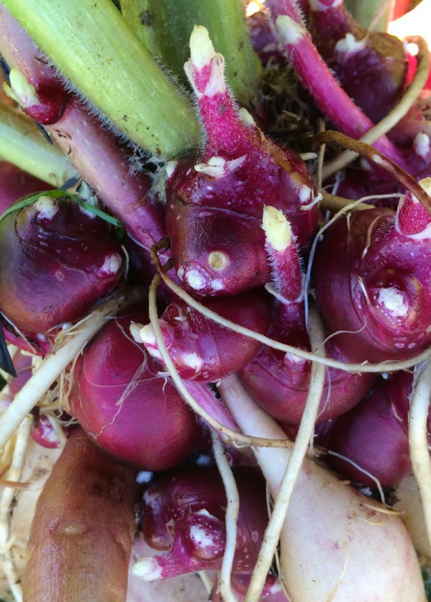 Sow Exotic Earth Apple, 'Purple' (Smallanthus Sonchifolius) Medicinal & Culinary Herbs 1 Sow Exotic Earth Apple, 'Purple' (Smallanthus Sonchifolius) Medicinal & Culinary Herbs