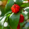 Sow Exotic Surinam Cherry Seedling (Eugenia Uniflora)