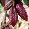 Sow Exotic Red Cacao (Theobroma Cacao)