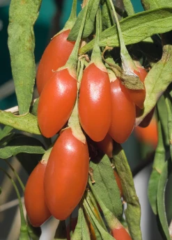Sow Exotic Red Goji Berry (Lycium Barbarum)