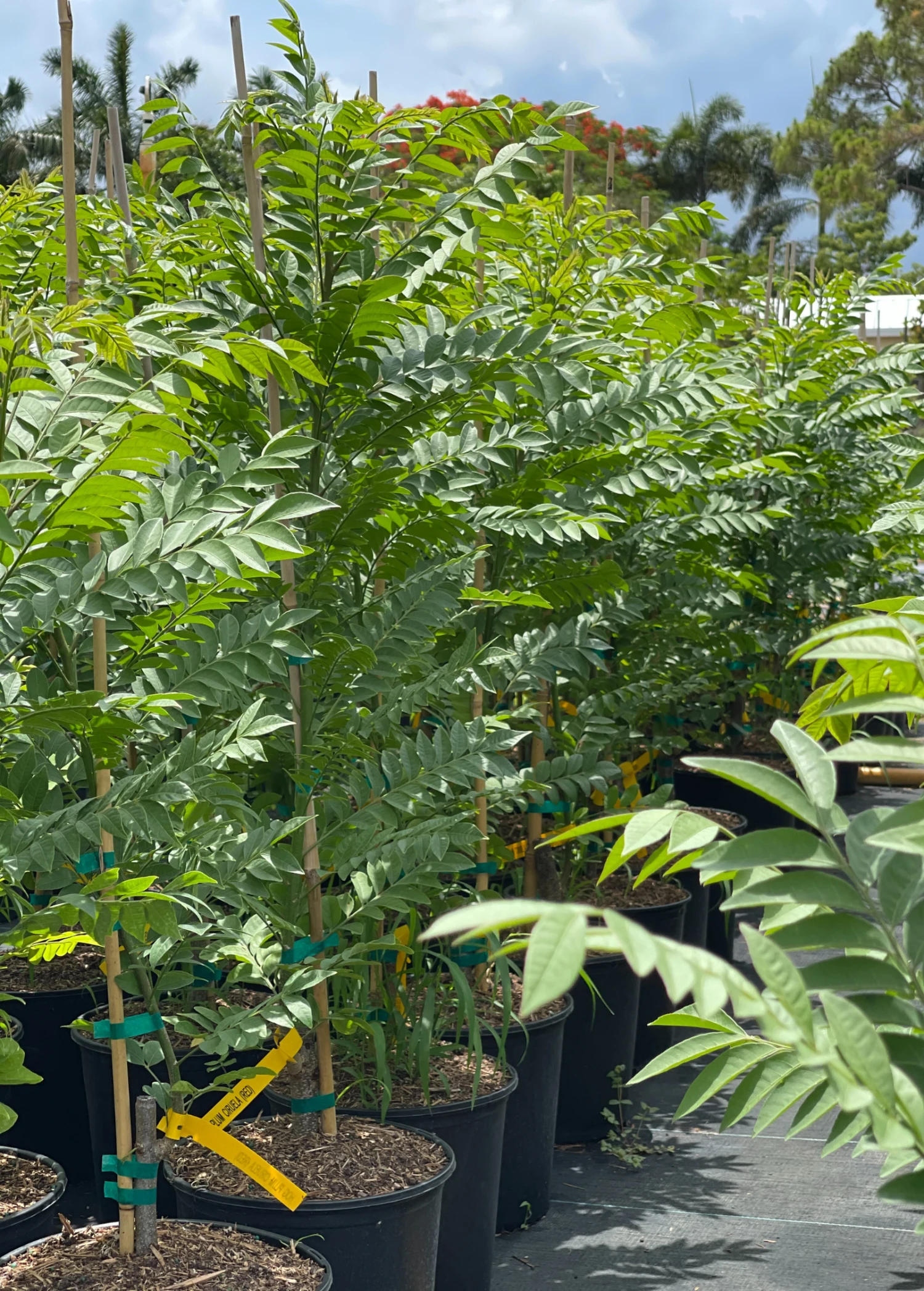 Sow Exotic Tropical Fruit & Spice Trees Red Jocote, Ciruela (Spondias Purpurea) 2 Sow Exotic Tropical Fruit & Spice Trees Red Jocote, Ciruela (Spondias Purpurea)