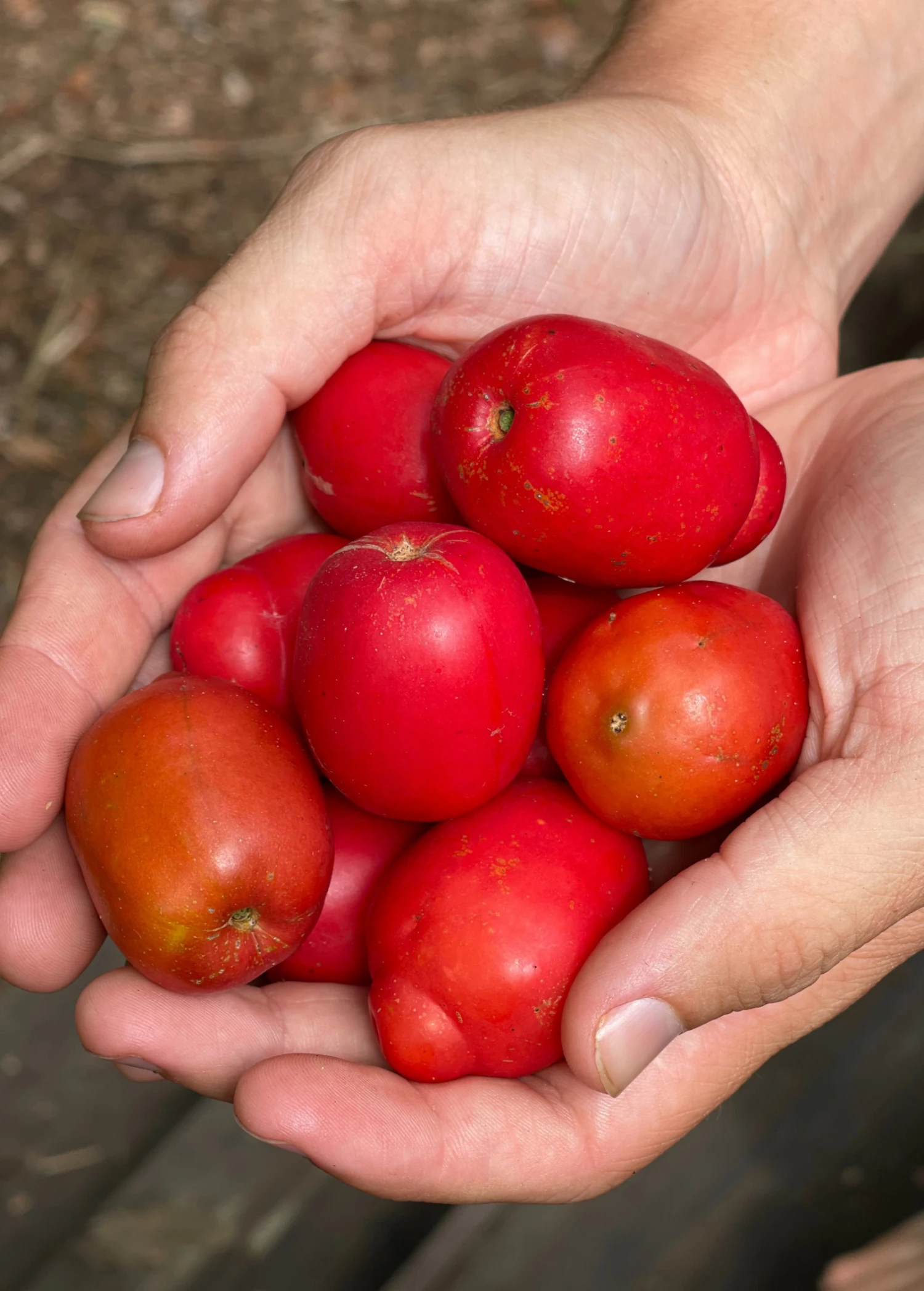 Sow Exotic Tropical Fruit & Spice Trees Red Jocote, Ciruela (Spondias Purpurea) 1 Sow Exotic Tropical Fruit & Spice Trees Red Jocote, Ciruela (Spondias Purpurea)