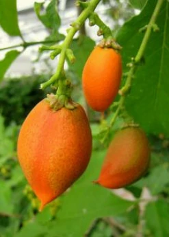 Sow Exotic Tropical Fruit & Spice Trees Peanut Butter Fruit (Bunchosia Argentea) 11 Sow Exotic Tropical Fruit & Spice Trees Peanut Butter Fruit (Bunchosia Argentea)