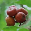 Sow Exotic Fig 'Royal Vineyard' (Ficus Carica) Tropical Fruit & Spice Trees
