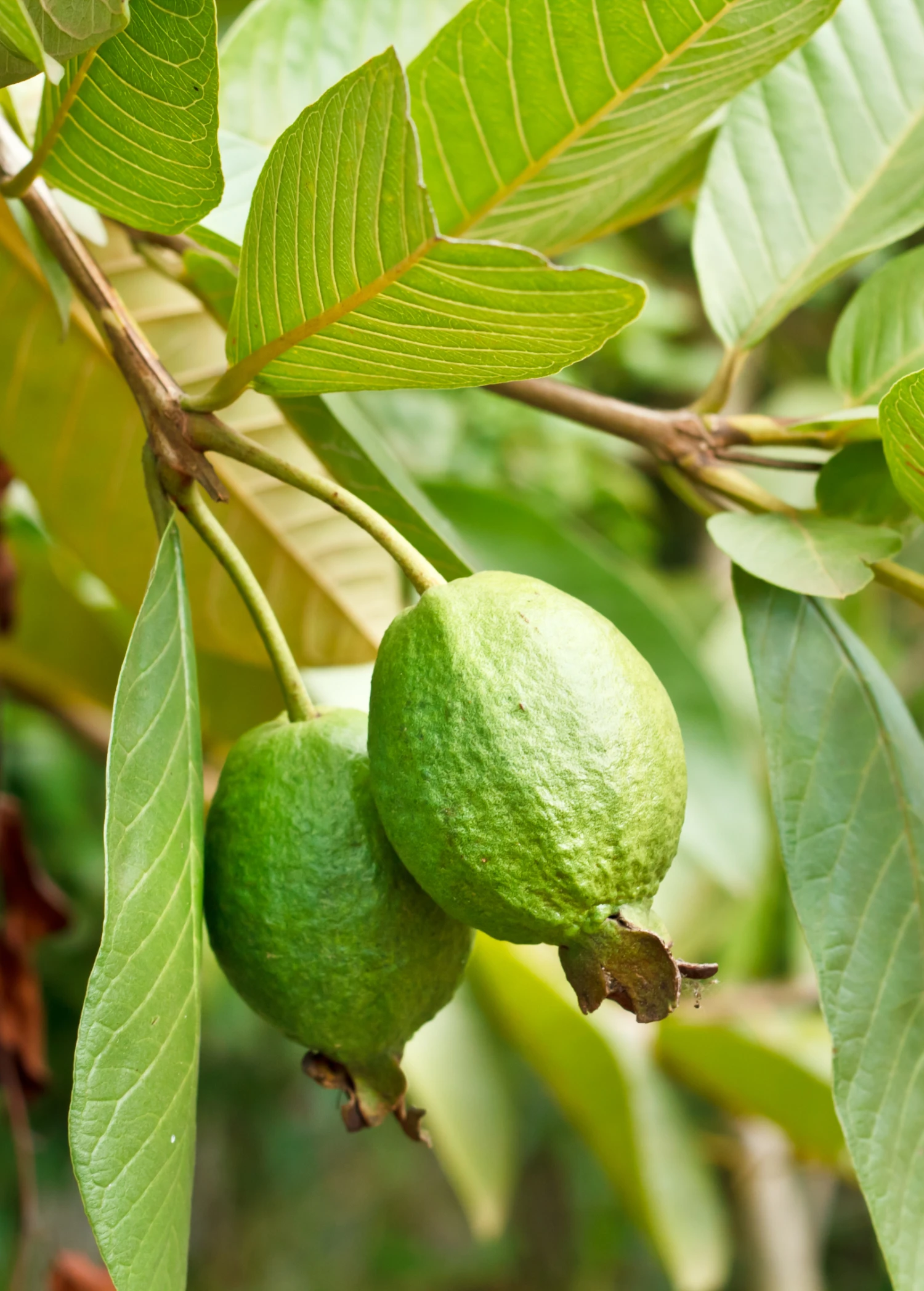 Sow Exotic Tropical Fruit & Spice Trees Guava 'Ruby Supreme' (Psidium Guajava) 1 Sow Exotic Tropical Fruit & Spice Trees Guava 'Ruby Supreme' (Psidium Guajava)