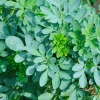 Sow Exotic Medicinal & Culinary Herbs Rue (Ruta Graveolens)