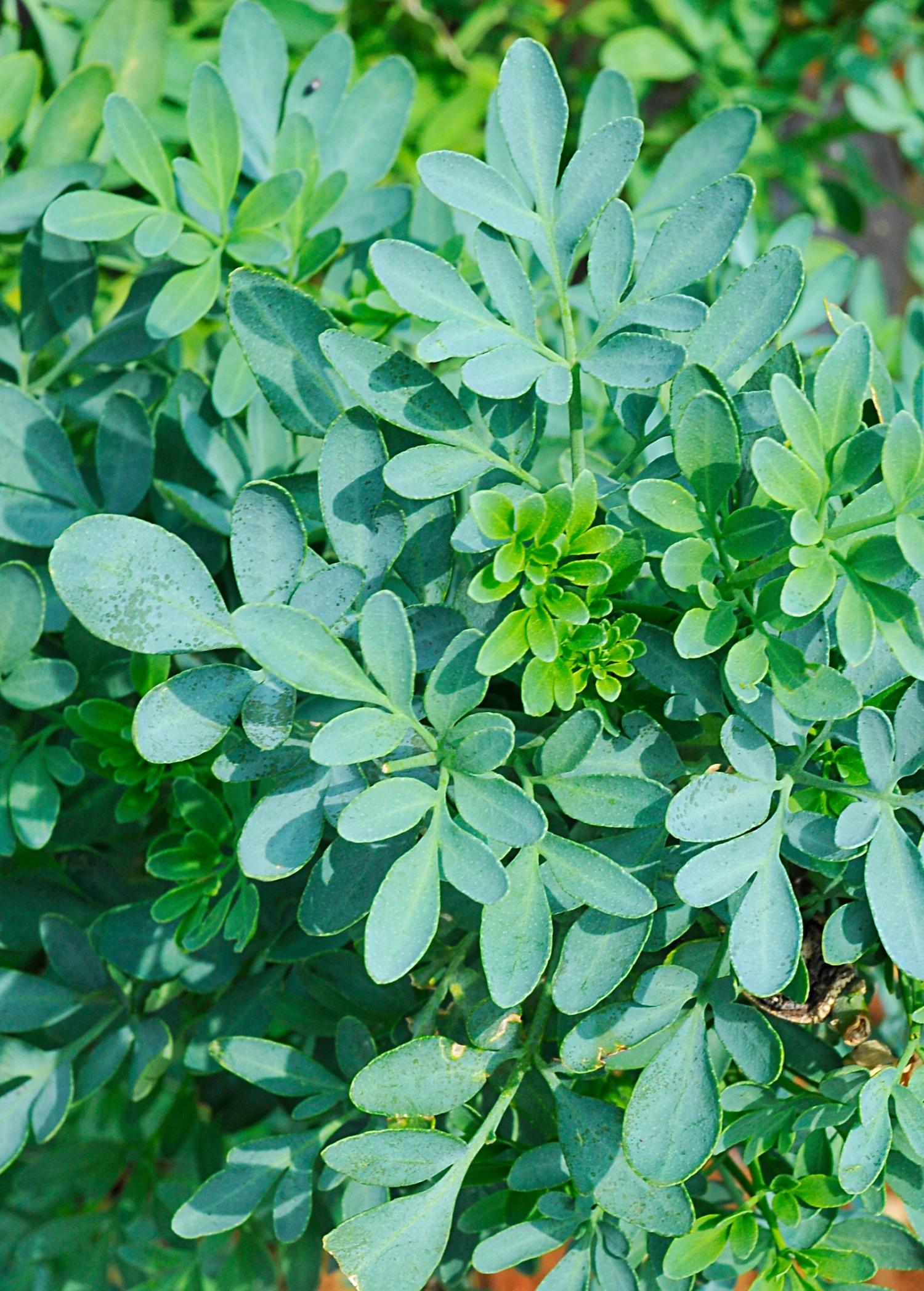 Sow Exotic Medicinal & Culinary Herbs Rue (Ruta Graveolens) 1 Sow Exotic Medicinal & Culinary Herbs Rue (Ruta Graveolens)