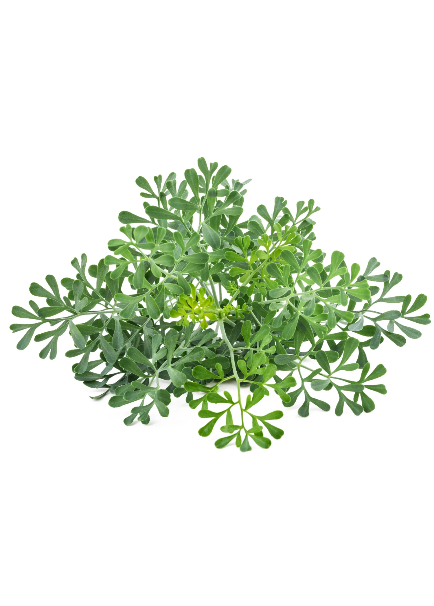 Sow Exotic Medicinal & Culinary Herbs Rue (Ruta Graveolens) 7 Sow Exotic Medicinal & Culinary Herbs Rue (Ruta Graveolens)