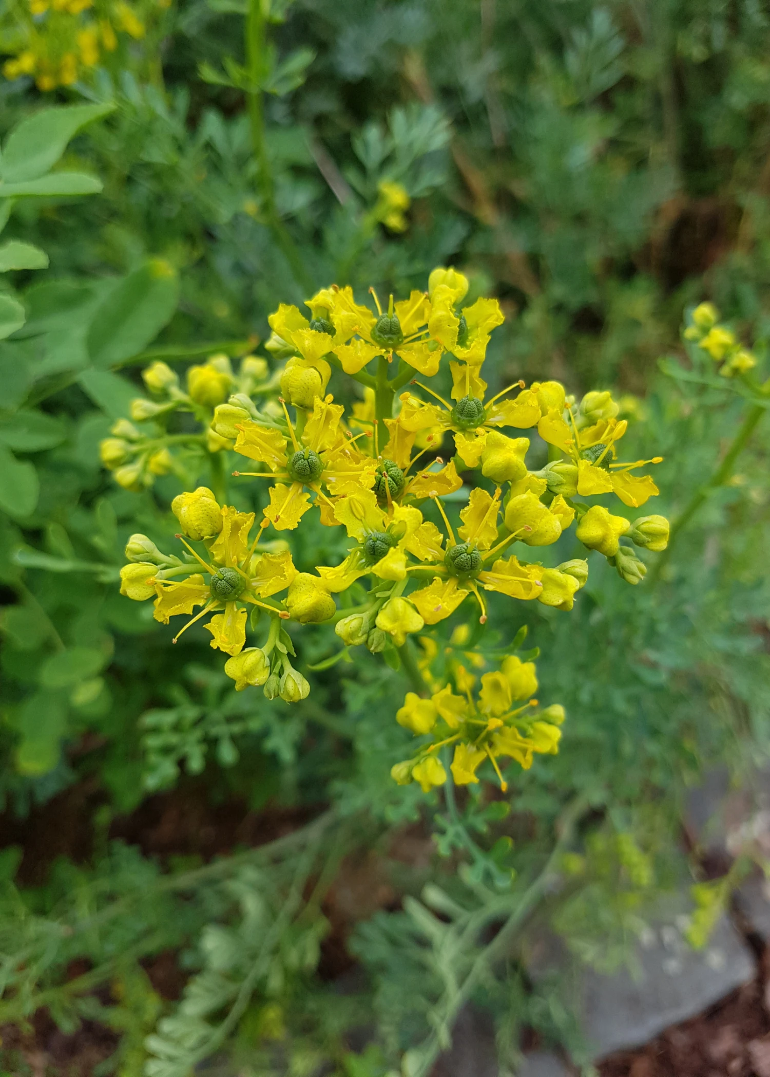 Sow Exotic Medicinal & Culinary Herbs Rue (Ruta Graveolens) 6 Sow Exotic Medicinal & Culinary Herbs Rue (Ruta Graveolens)