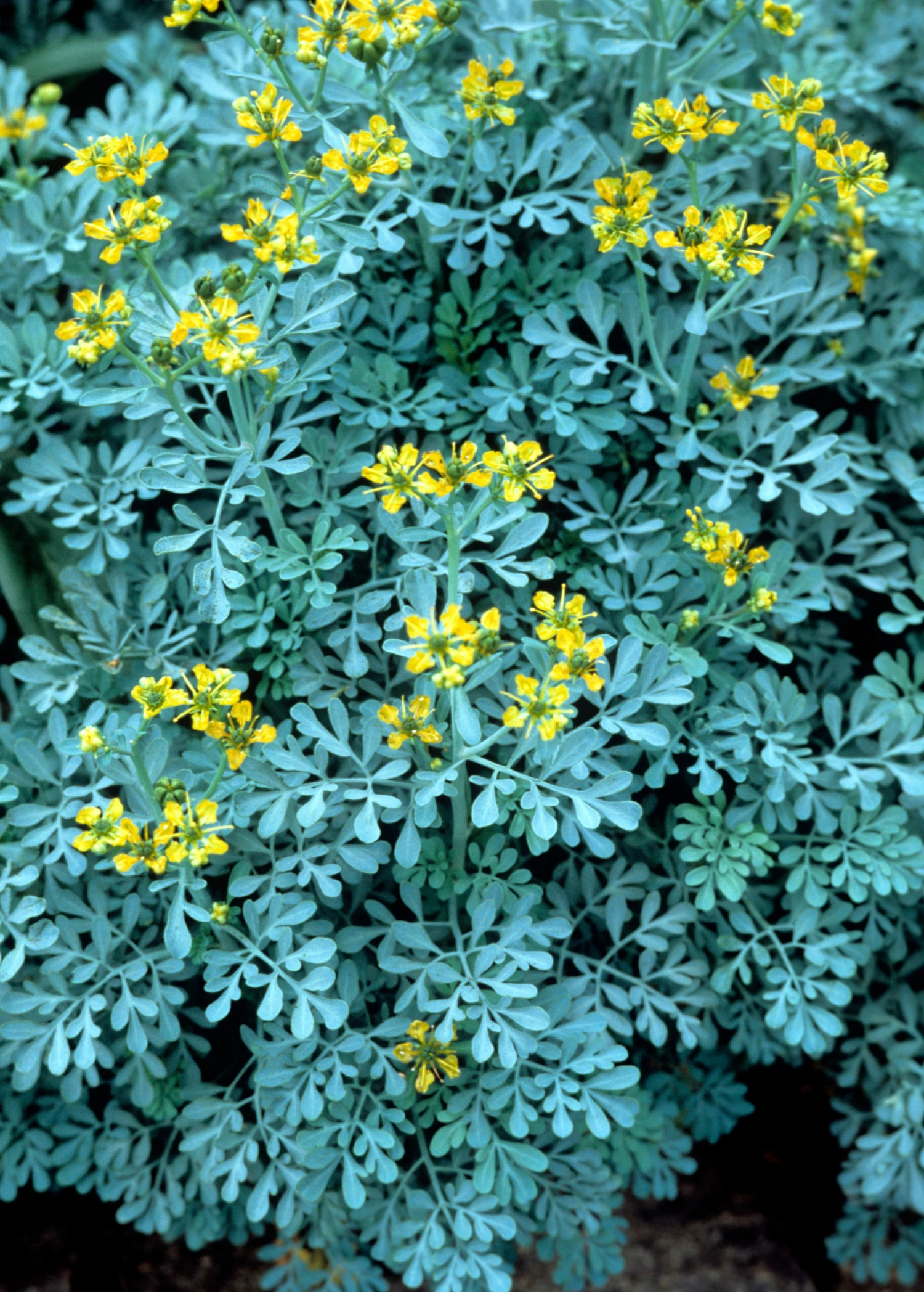 Sow Exotic Medicinal & Culinary Herbs Rue (Ruta Graveolens) 5 Sow Exotic Medicinal & Culinary Herbs Rue (Ruta Graveolens)