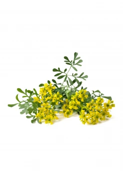 Sow Exotic Medicinal & Culinary Herbs Rue (Ruta Graveolens) 10 Sow Exotic Medicinal & Culinary Herbs Rue (Ruta Graveolens)