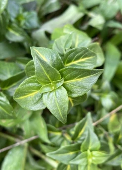 Sow Exotic Mushroom Herb (Rungia Klossii) Medicinal & Culinary Herbs