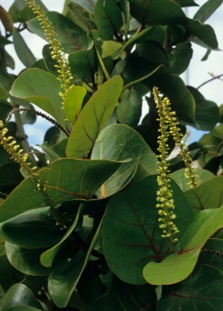 Sow Exotic Sea Grape (Coccoloba Uvifera)