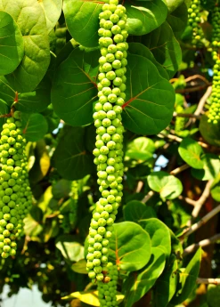 Sow Exotic Sea Grape (Coccoloba Uvifera)