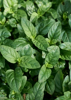 Sow Exotic Self Heal Herb (Prunella Vulgaris) Medicinal & Culinary Herbs