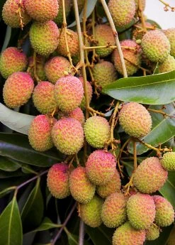 Sow Exotic Tropical Fruit & Spice Trees Lychee 'Mauritius' (Litchi Chinensis)