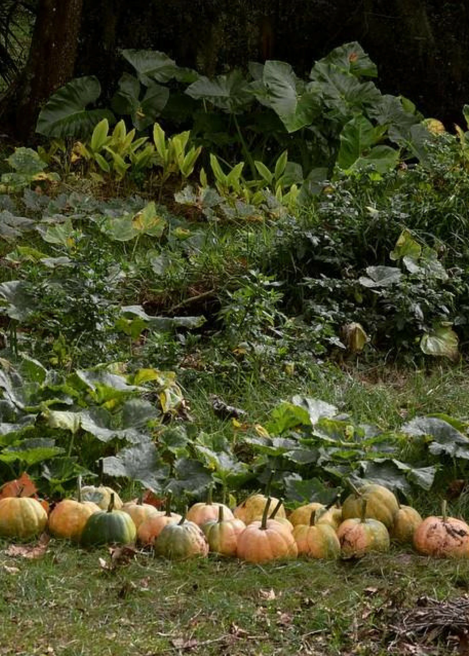 Sow Exotic Seminole Pumpkin (Cucurbita Moschata) Rare Fruiting Plants 1 Sow Exotic Seminole Pumpkin (Cucurbita Moschata) Rare Fruiting Plants