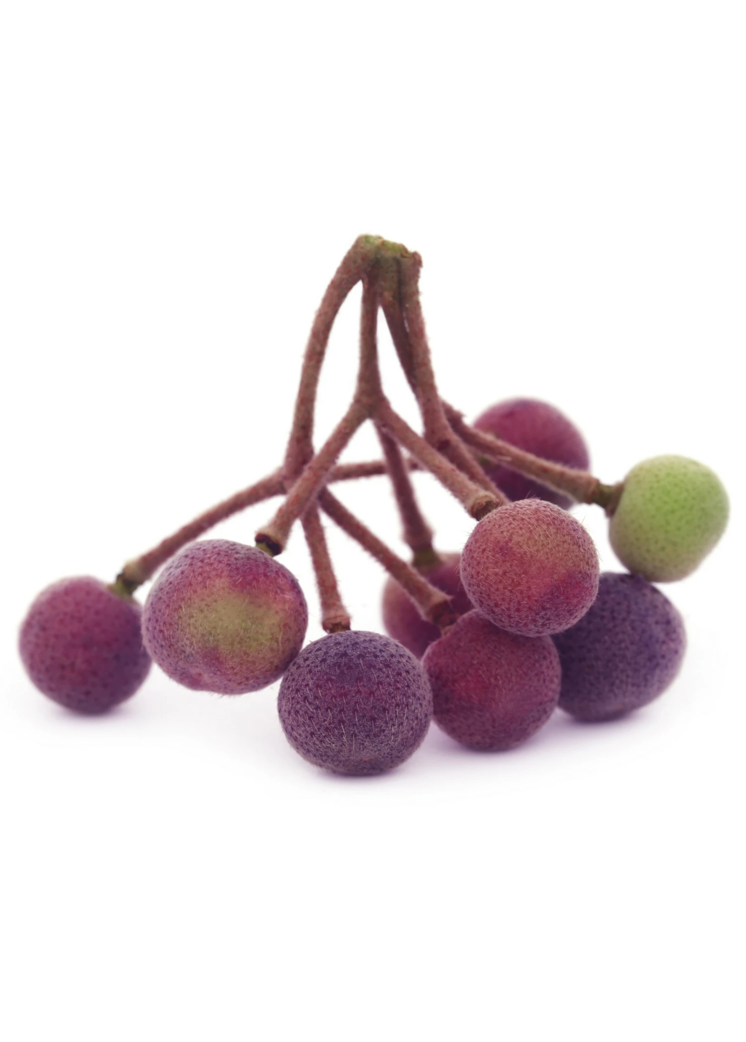 Sow Exotic Sherbert Berry (Grewia Asiatica) 1 Sow Exotic Sherbert Berry (Grewia Asiatica)