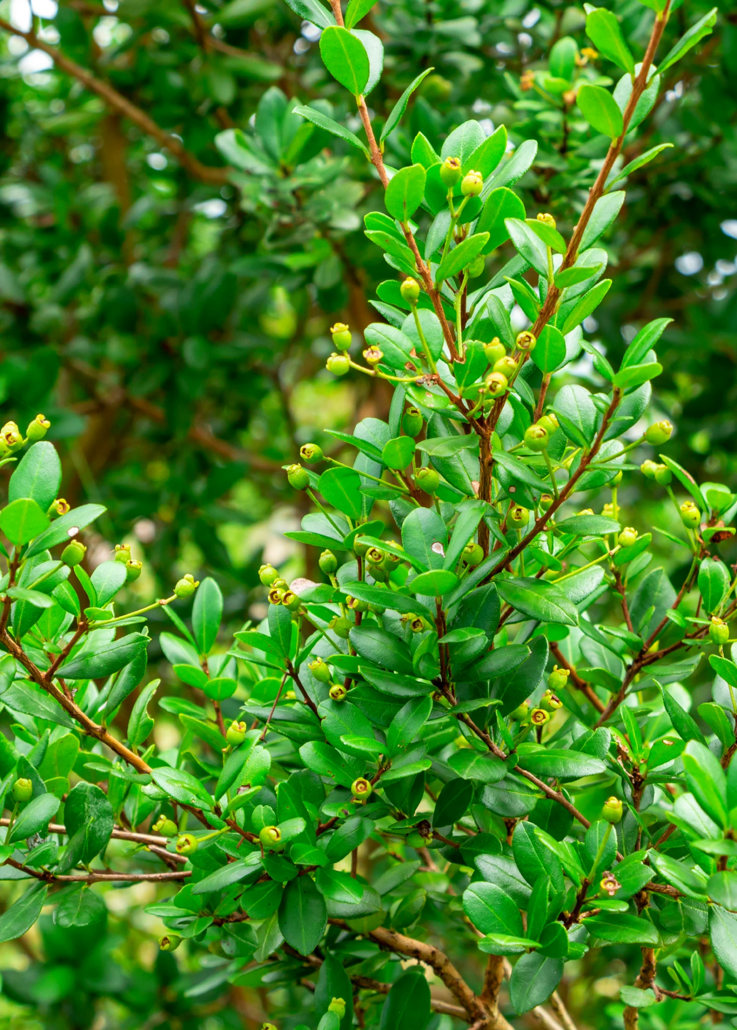 Sow Exotic Simpson's Stopper (Myrcianthes Fragrans) Rare Fruiting Plants