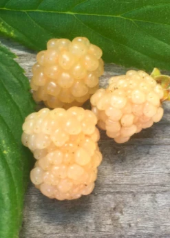 Sow Exotic Blackberry 'Snowbank White' (Rubus)