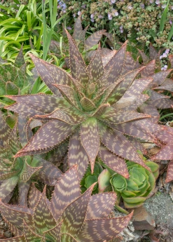 Sow Exotic Soap Aloe (Aloe Maculata)