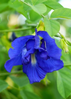 Sow Exotic Butterfly Pea (Clitoria Ternatea)