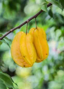 Sow Exotic Tropical Fruit & Spice Trees Star Fruit 'Lara' (Averrhoa Carambola)