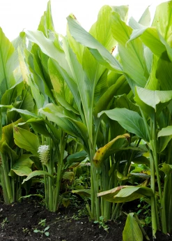 Sow Exotic Turmeric, Orange (Curcuma Longa) Medicinal & Culinary Herbs