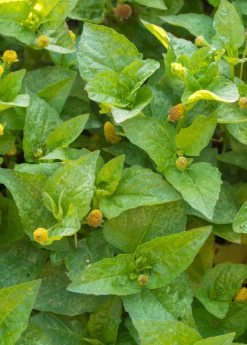 Sow Exotic Electric Daisy Toothache Plant (Spilanthes Acmella) Medicinal & Culinary Herbs 7 Sow Exotic Electric Daisy Toothache Plant (Spilanthes Acmella) Medicinal & Culinary Herbs