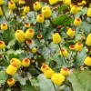 Sow Exotic Electric Daisy Toothache Plant (Spilanthes Acmella) Medicinal & Culinary Herbs