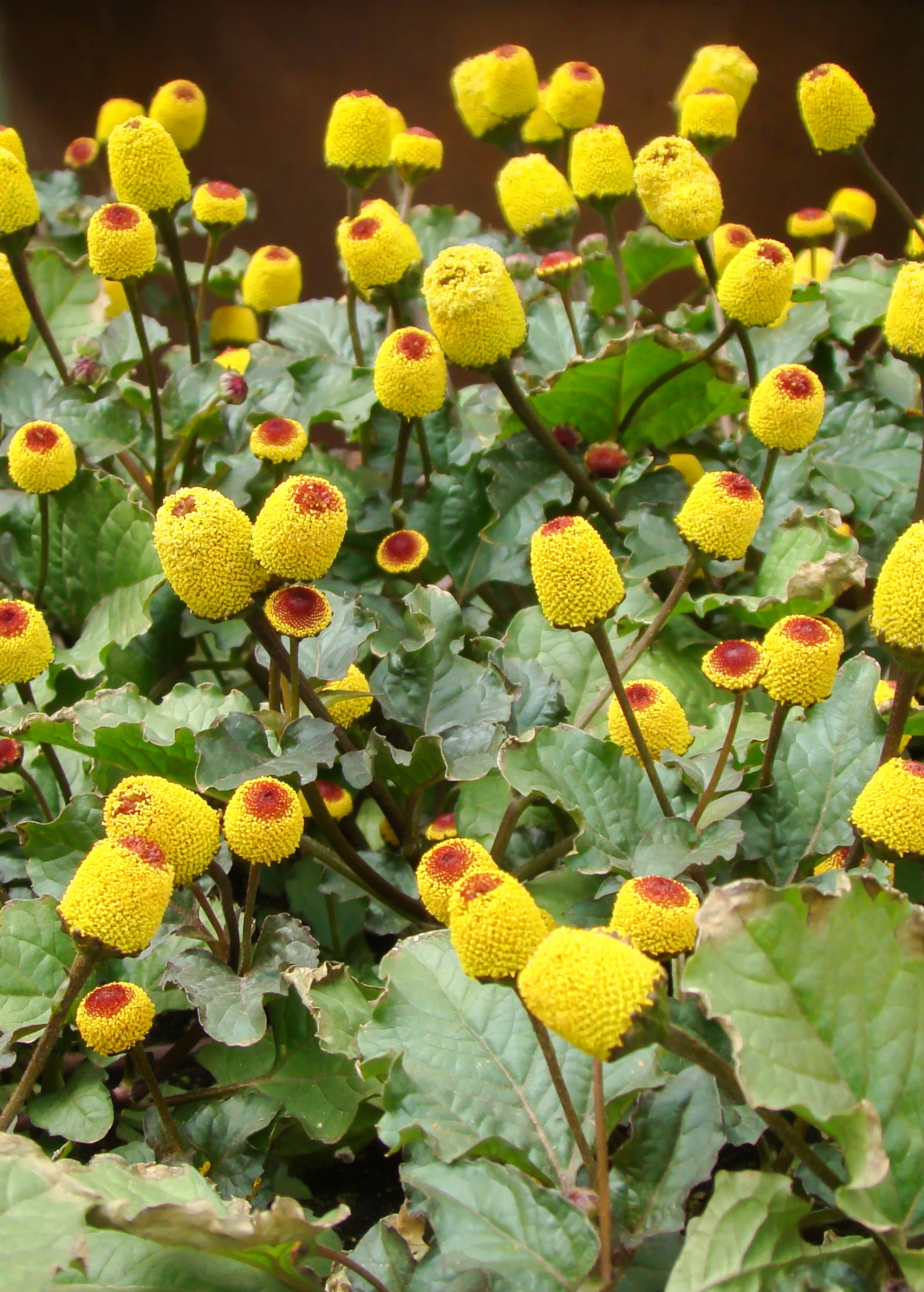 Sow Exotic Electric Daisy Toothache Plant (Spilanthes Acmella) Medicinal & Culinary Herbs 1 Sow Exotic Electric Daisy Toothache Plant (Spilanthes Acmella) Medicinal & Culinary Herbs